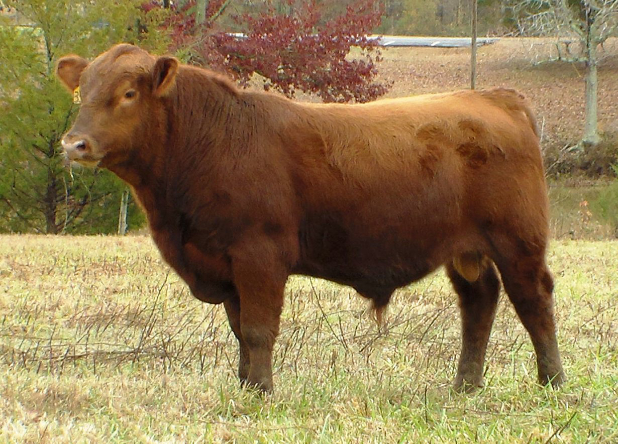 Bull and Female Sale